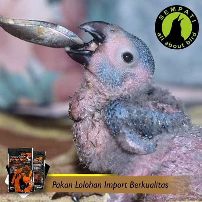 Starter Food 1 St Step American Selection Pakan Burung Murai