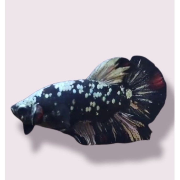 avatar copper sepasang