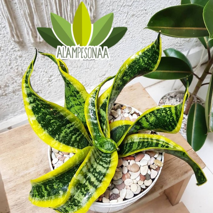 Sansivera Twister - Tanaman Hias Sanseviera Twister