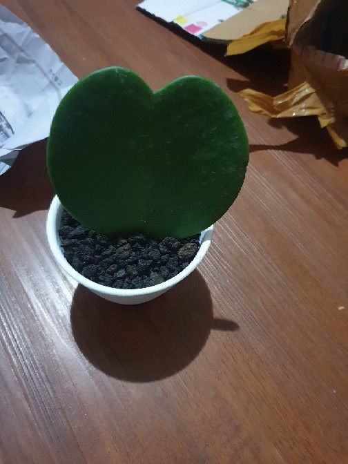 Pot Bunga Tawon Putih 10cm