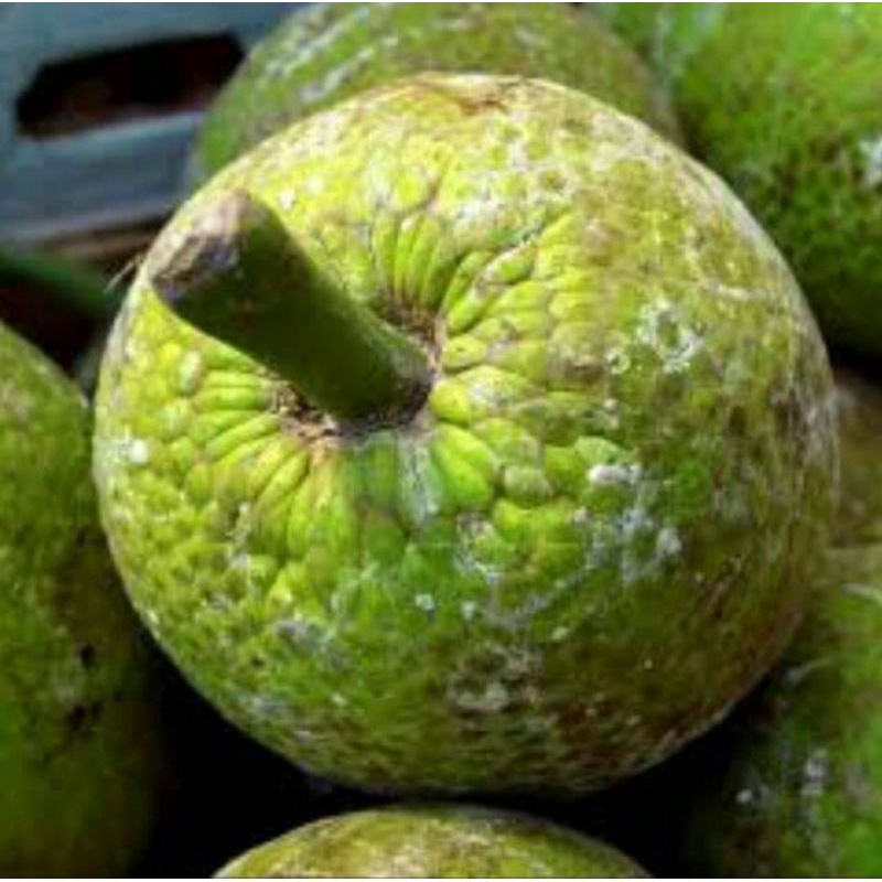 

Buah Sukun / Bakara 1 Buah Sayur Online Makassar