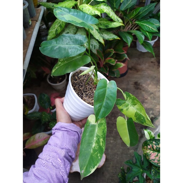 Burlemax Varigata