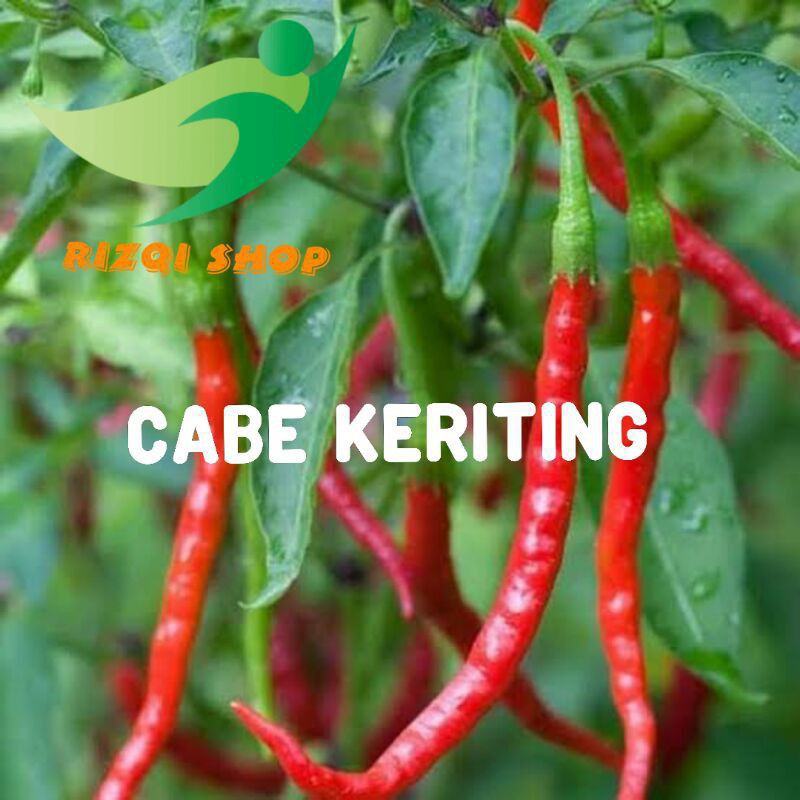 bibit cabe merah keriting/bibit cabe setan merah