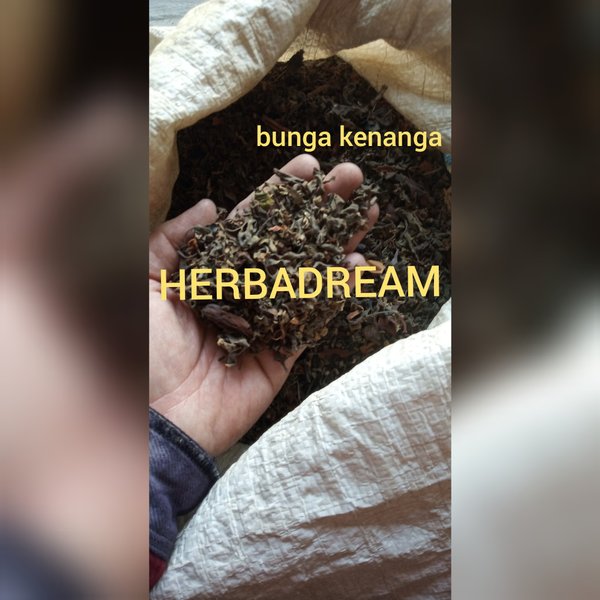 

BUNGA KENANGA KERING 1000 GRAM / 1 KG - Cananga Odorata - MURNI