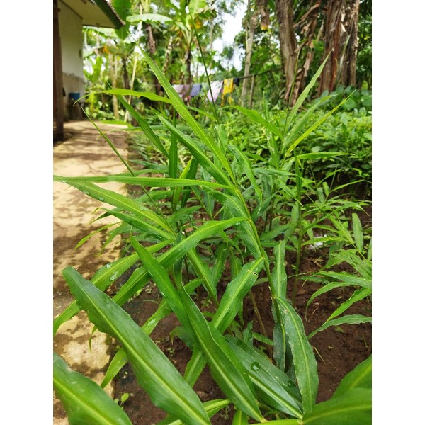 

jual Daun jahe segar 500 gram
