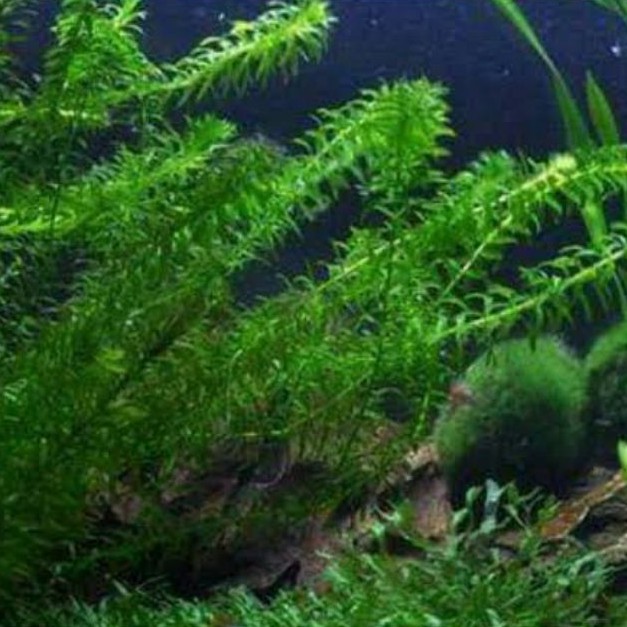 Hidrilla Per Batang Tanaman Air Untuk Aquarium Aquascape Shopee Indonesia