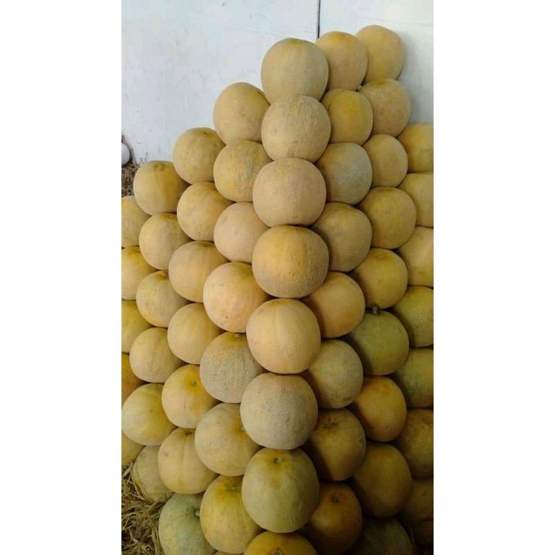 

Melon Super 1pcs
