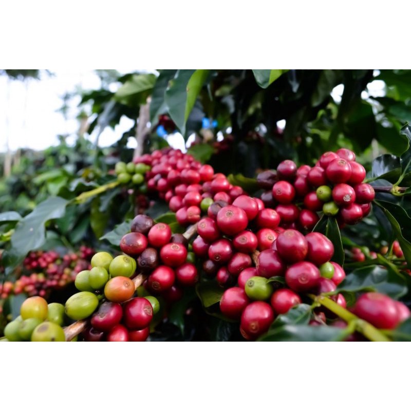 

KOPI LAMPUNG ROBUSTA KOPI DEMPO MURAH