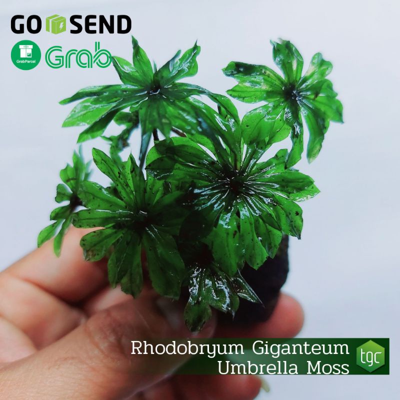 Rhodobryum Giganteum / Umbrella Moss - Tanaman Paludarium Terrarium Vivarium