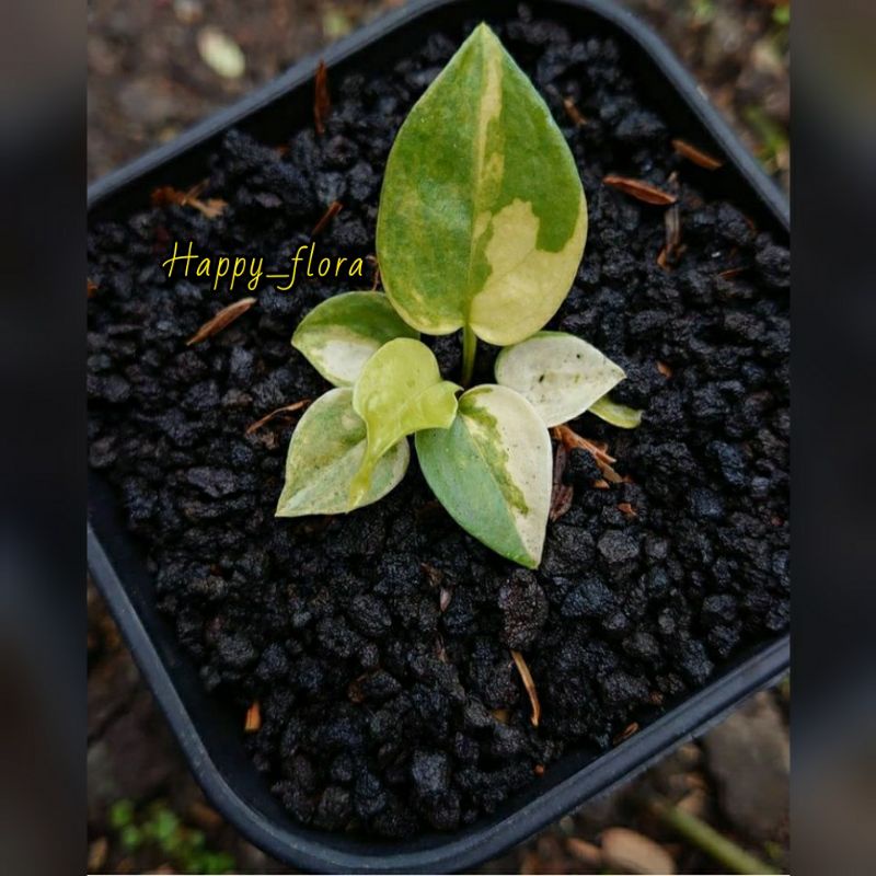 New Promo biji/benih anthurium clarinervium varigata