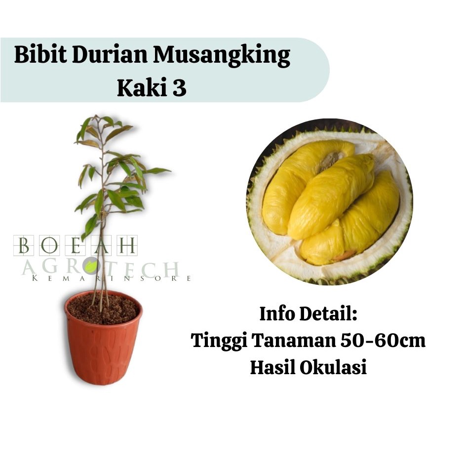 Bibit Durian Musangking Kaki 3