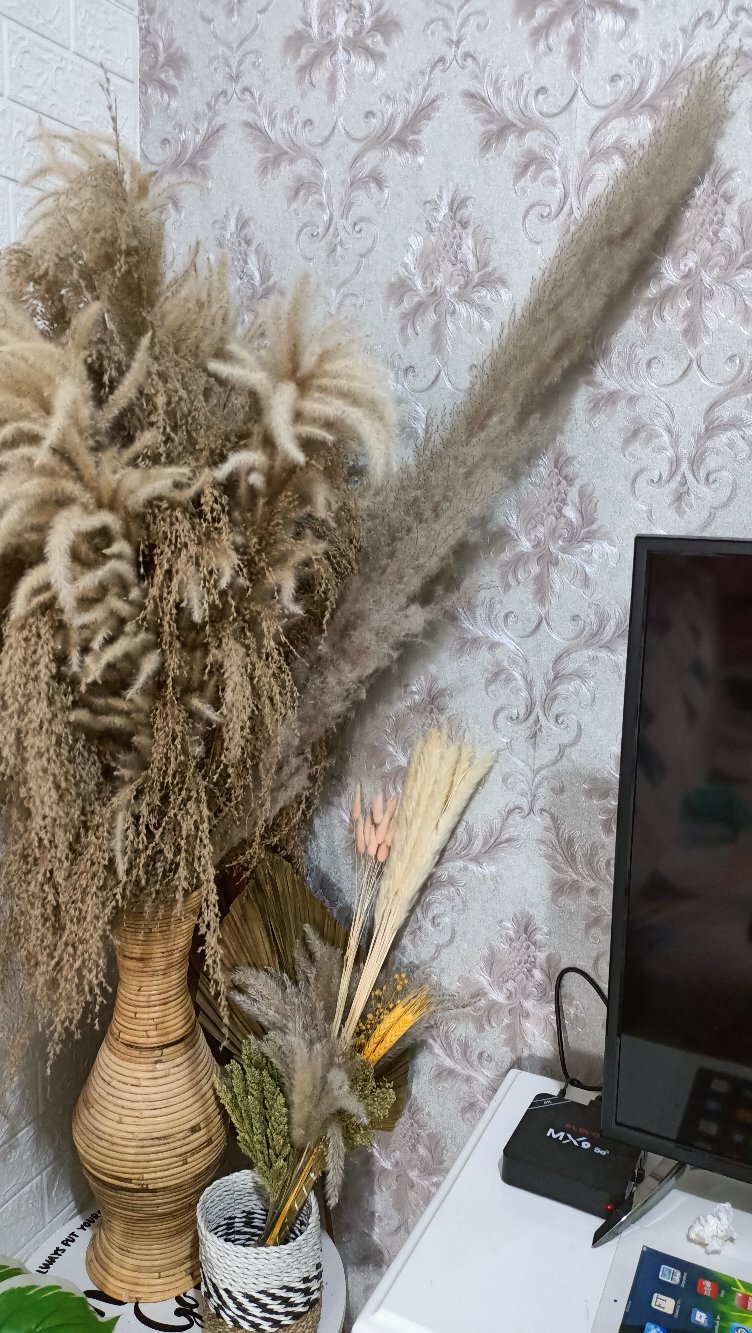 Dried Flower Pampas Import Super Pluffy (best Pampas Grass)