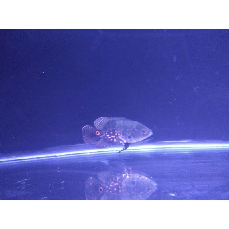 Ikan Oscar Batik Tiger