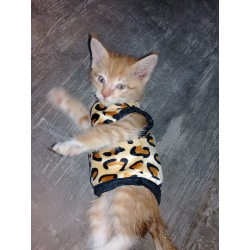 baju kucing dibawah 1bulanan (kitten Lokal)