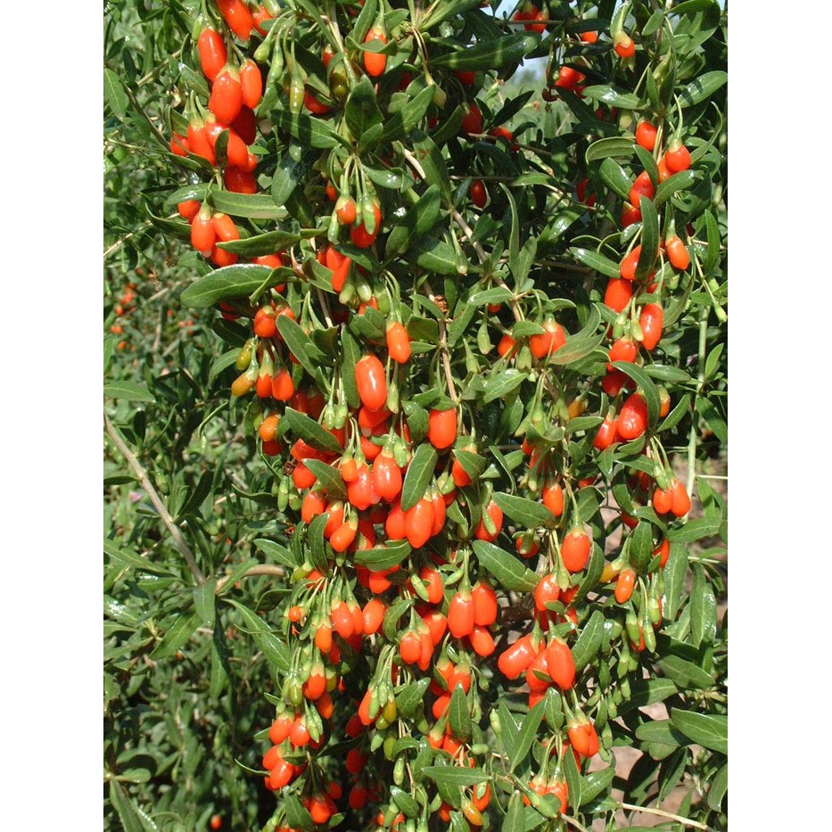 Benih Bibit Biji - Goji Berry Wolfberry Kiche (Lycium barbarum) Seeds - IMPORT