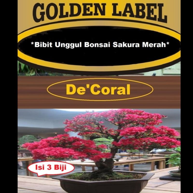 Bibit Bonsai Sakura Merah|Benih Bonsai Sakura Merah|Bibit Bunga Sakura