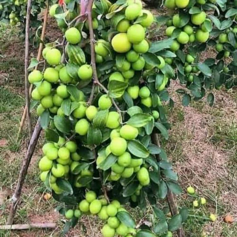 Bibit Apel Putsa, apel India, apel Impor, apel Hijau_bibit buah_bibit tanaman