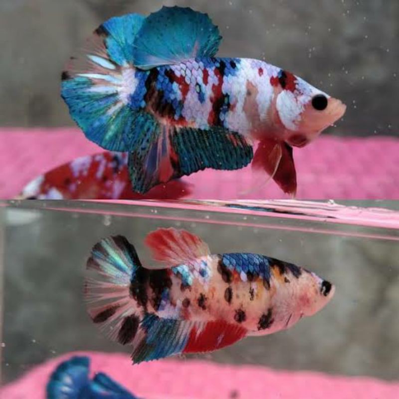 CUPANG BAHAN FANCY,Koi,Cello,galxy SIZE S+/S-/M JANTAN ATAU BETINA