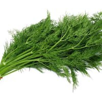 Benih Bibit Biji - Daun Dill / Adas Sowa (Anethum graveolens) Herb Seeds - IMPORT