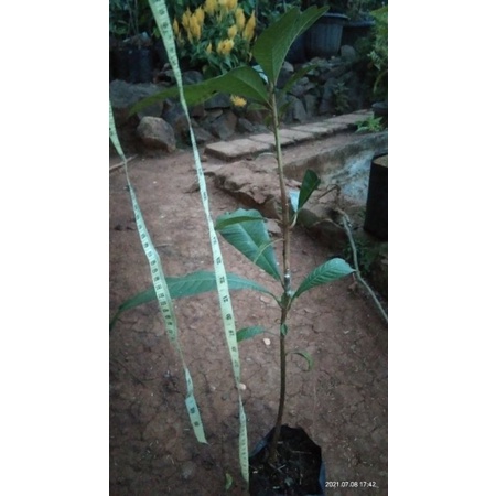 Mamey sapote sambung susu