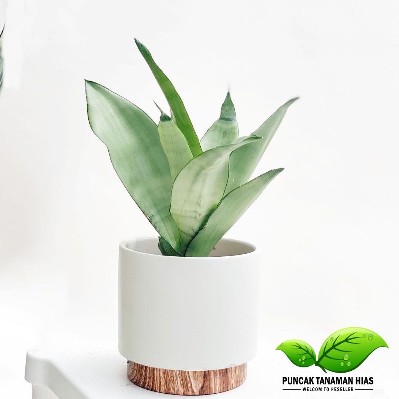 Tanaman hias sansivera moonshine - sansivera silver sansivera