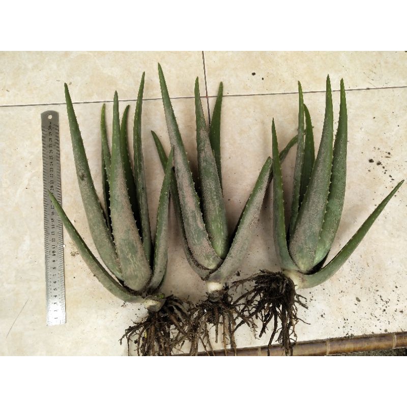 lidah buaya barbadensis jumbo