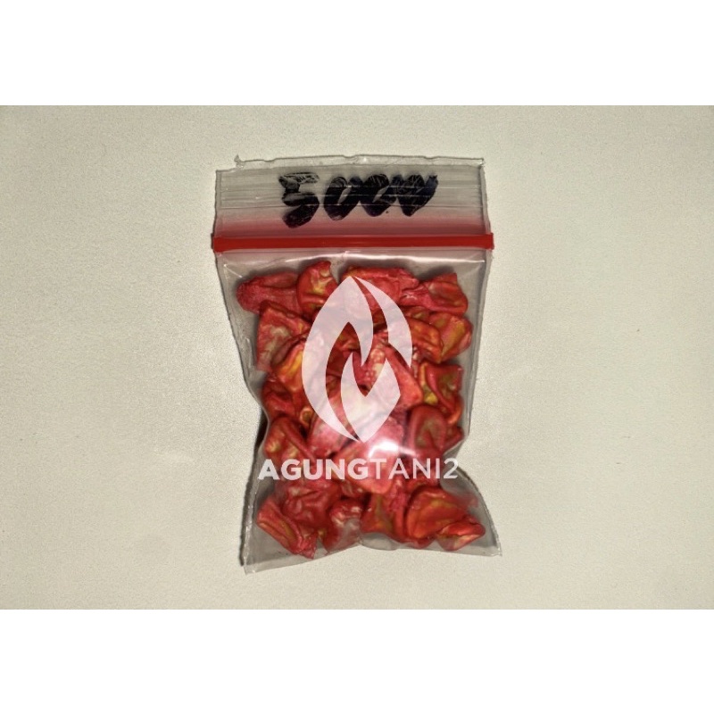 BENIH JAGUNG MANIS PARAGON REPACK