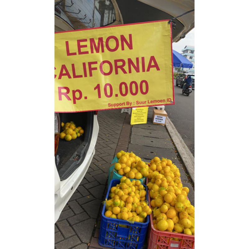 Lemon California Rajut Siap di Jual Lagi