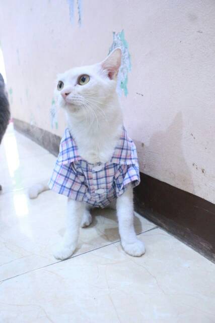 Kemeja kotak-kotak biru putih lucu untuk kucing dan anjing size S M L XL