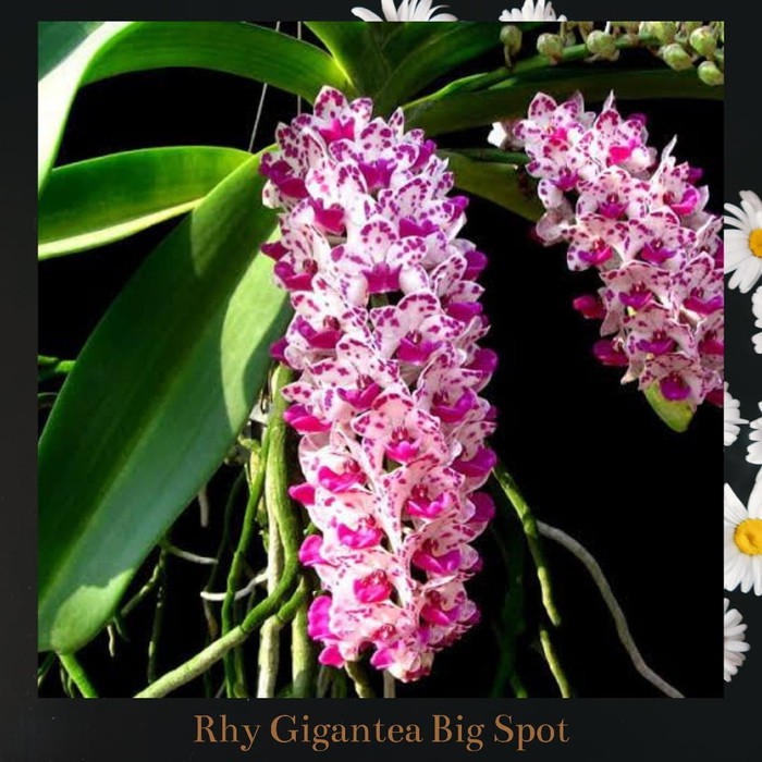 Anggrek Rhynchostylis Gigantea Big Spot