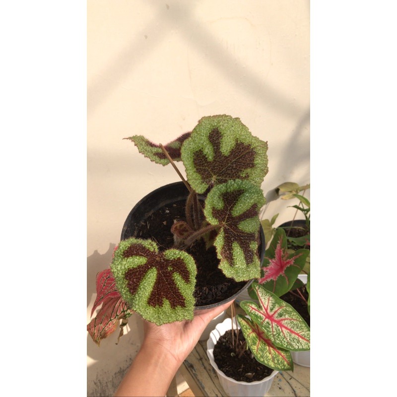 Tanaman Begonia Tapak Macan/ Begonia Karpet Murah