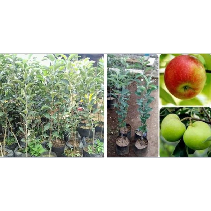bibit buah apel ana unggul