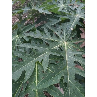 

Terlaris daun pepaya langsung petik New Promo