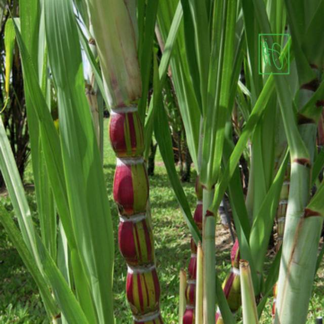 TANAMAN HIAS TEBU PELANGI