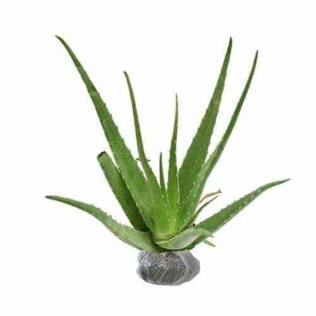 Tanaman hias lidah buaya / aloe vera