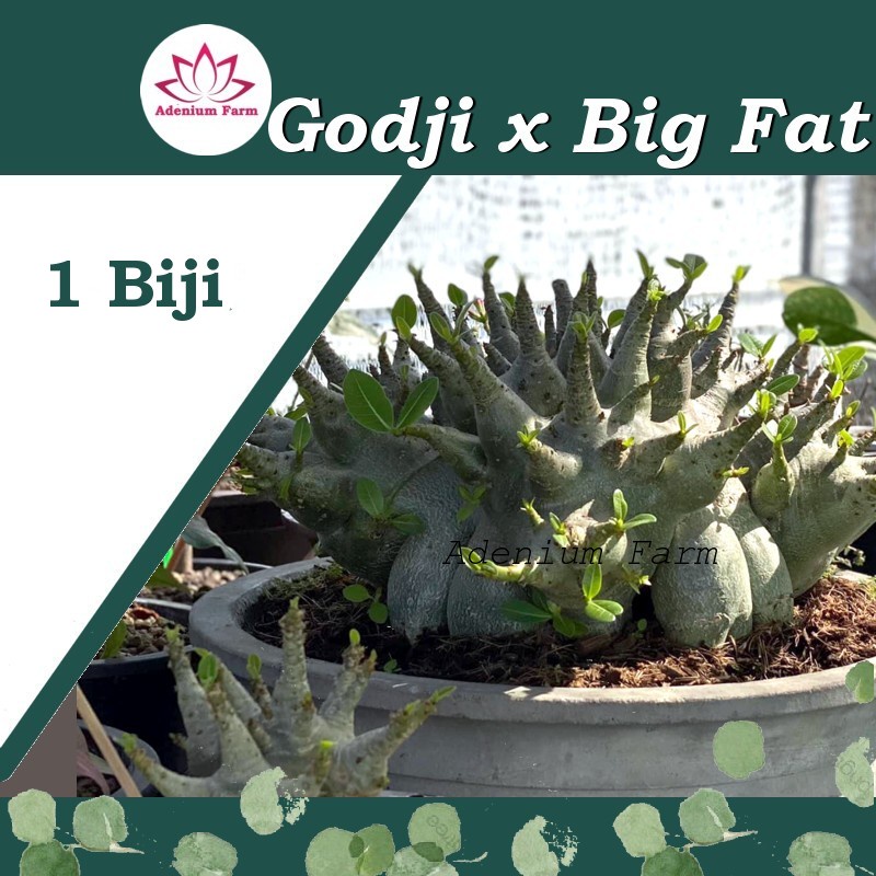 Benih Biji Bibit Adenium Arabikum Hibrid GODJI X BIG FAT