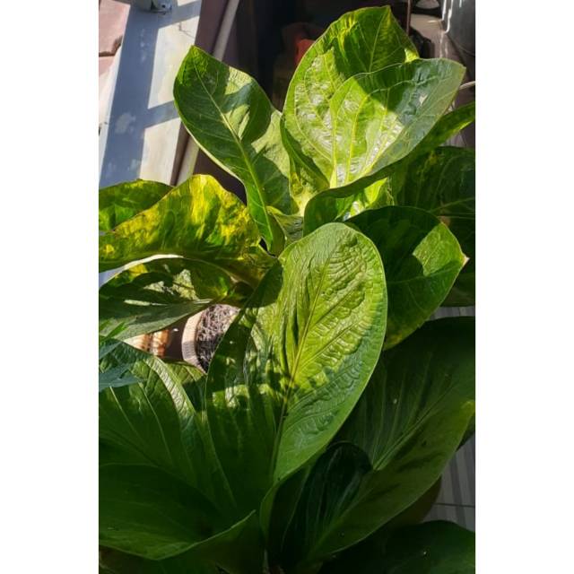 Jaguar Varigata Tanaman Hias Langka