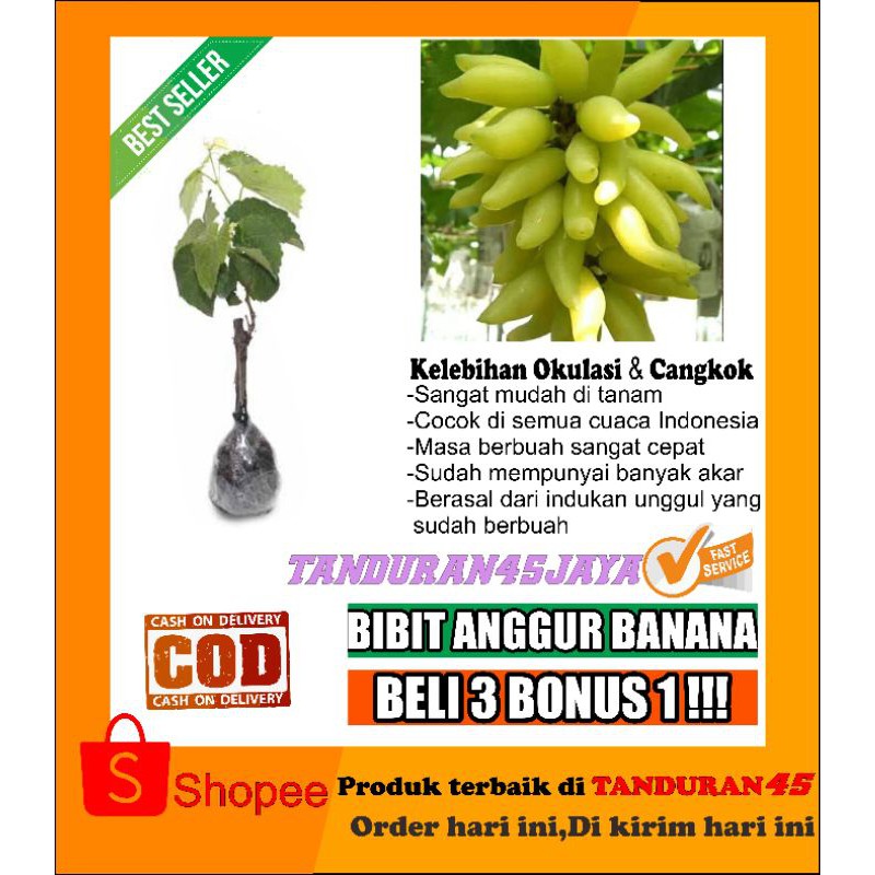 bibit anggur import banana/bibit anggur import/bibit anggur