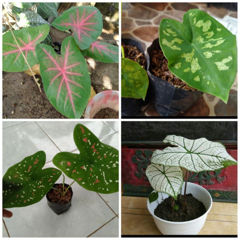 paket hemat 4 jenis keladi hias