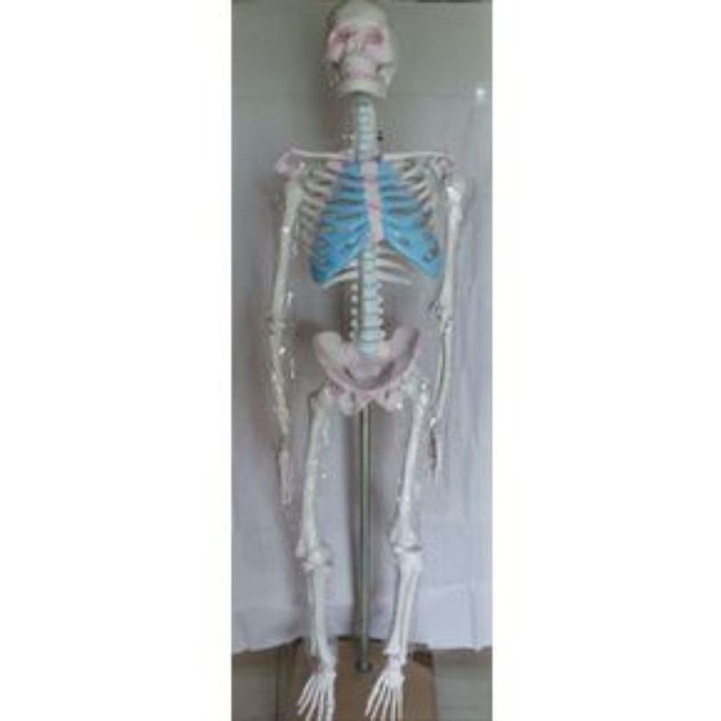 

Kerangka Manusia Dewasa ukuran tinggi 160 cm