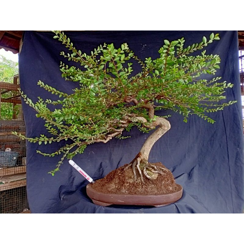 ulmus mikro / ulmus micro