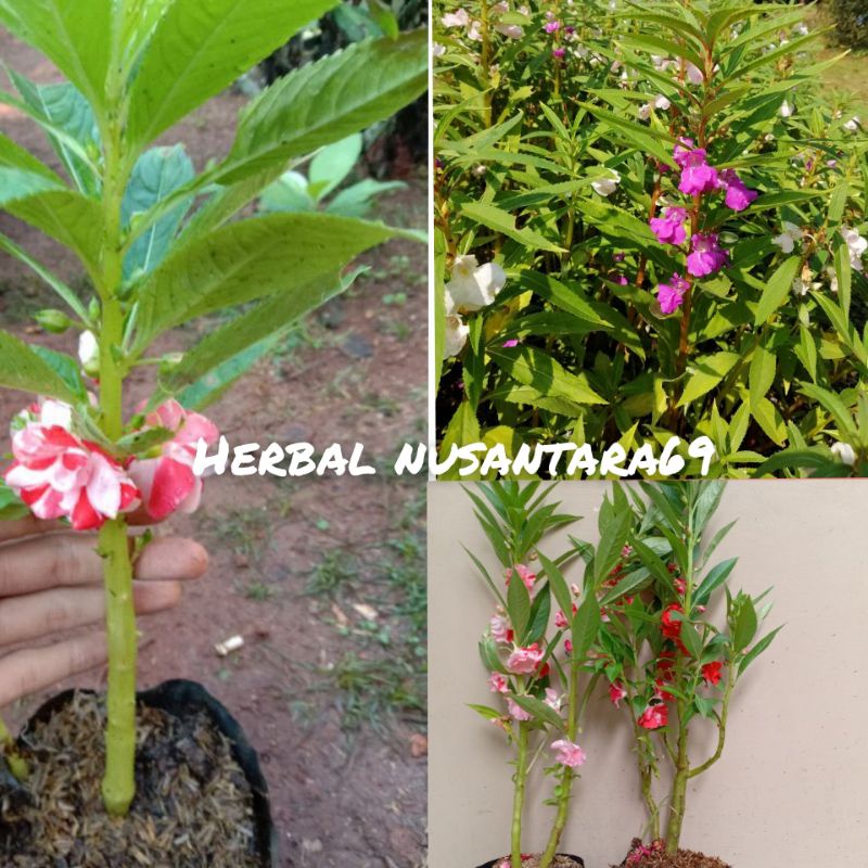 Bibit Tanaman Pacar Air