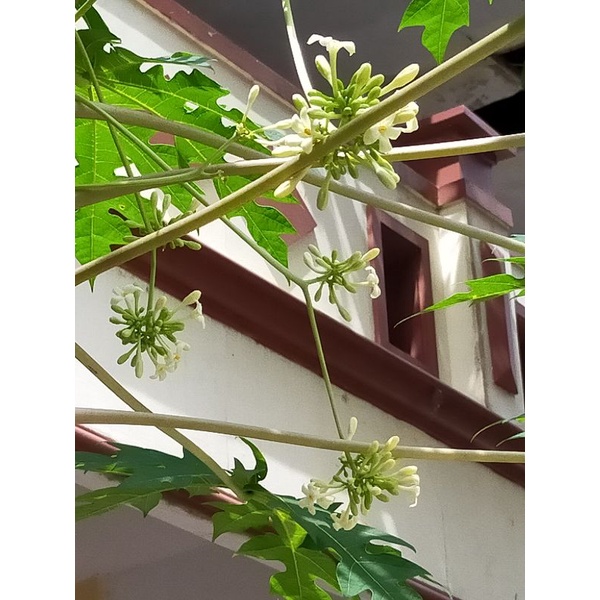 

Kembang Kastela(harga satuan)