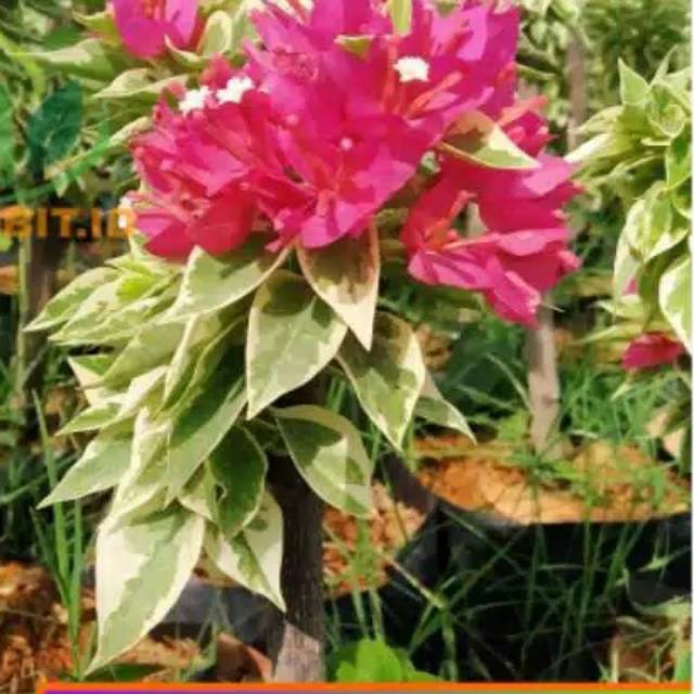 Bibit Bunga Singapore bougenville variegata