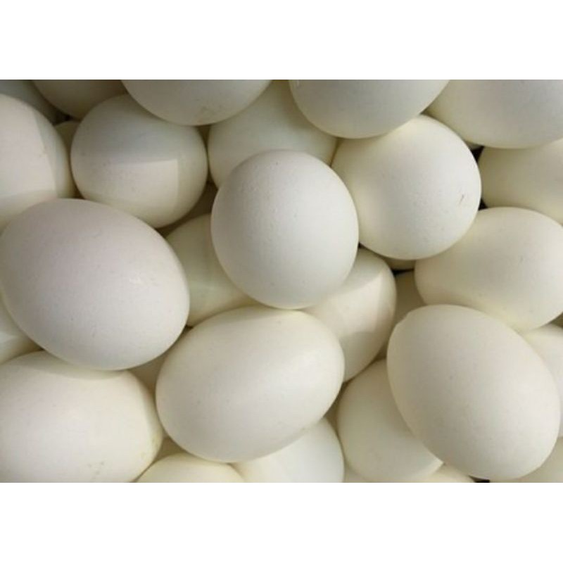 

TELUR ANGSA (FRESH) UNTUK DI KONSUMSI