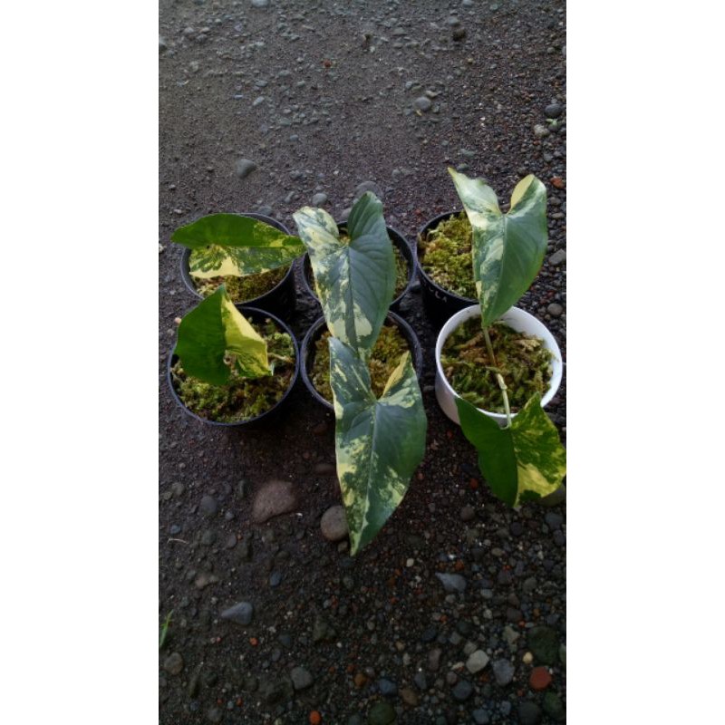 syngonium yellow variegated