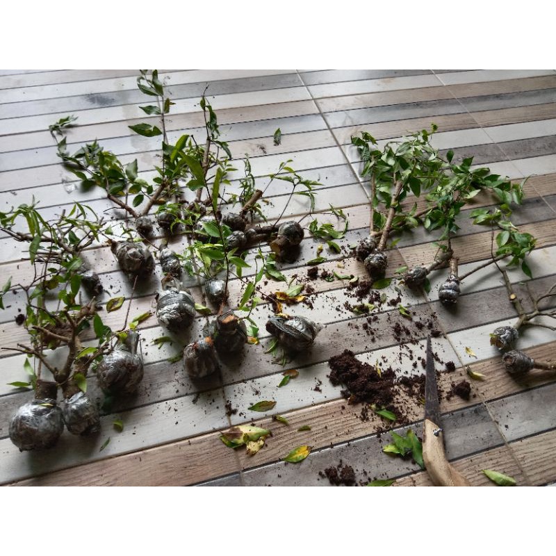 paket cangkokan Anting Putri sepaket 4 cangkokan