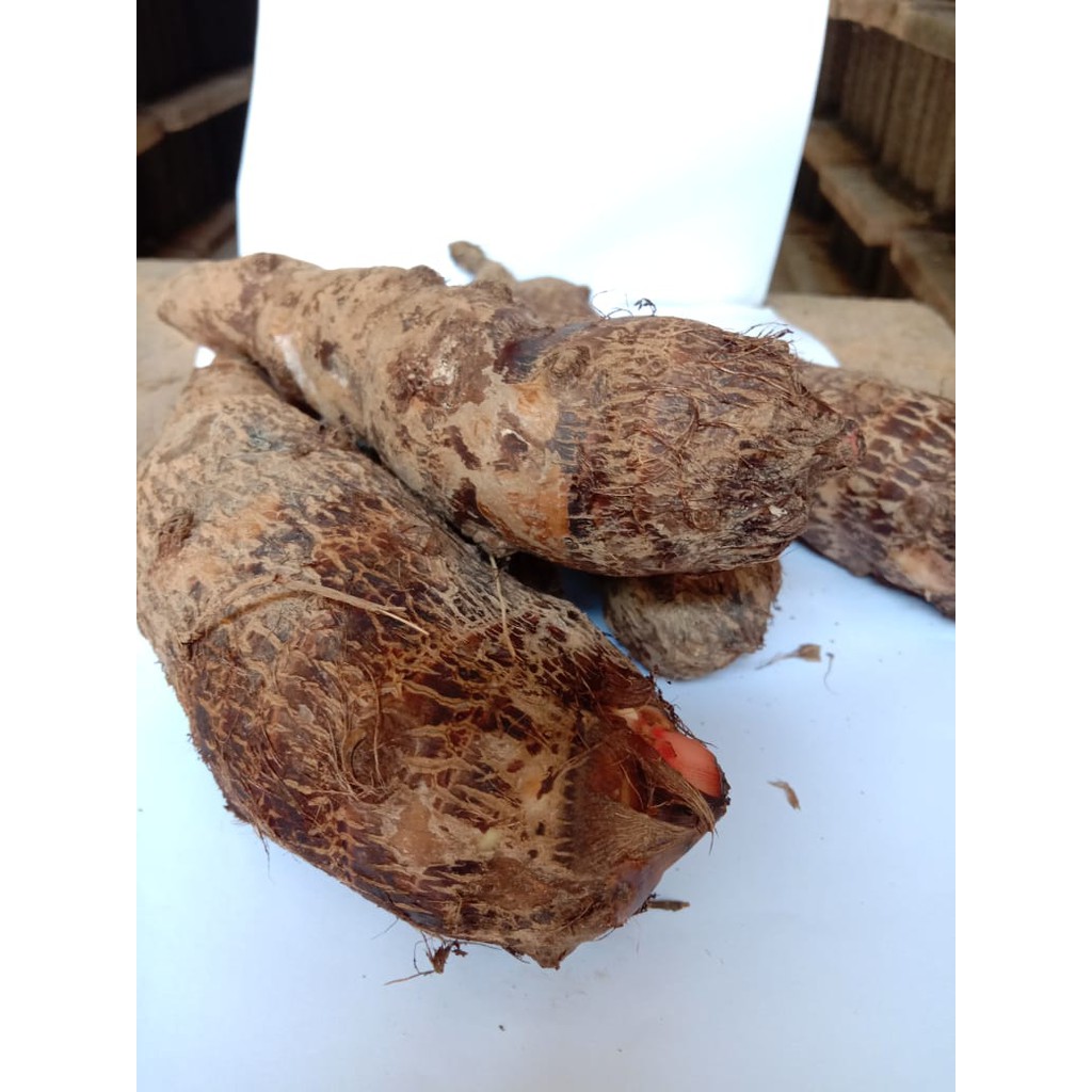 

UMBI TALAS atau KIMPUL