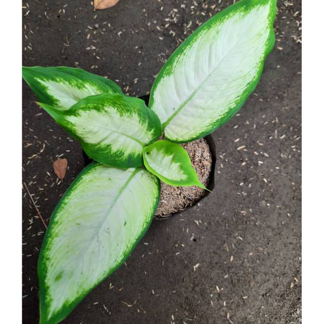 Tanaman Hias Aglonema Blanceng Susu - Diven Tisu besar