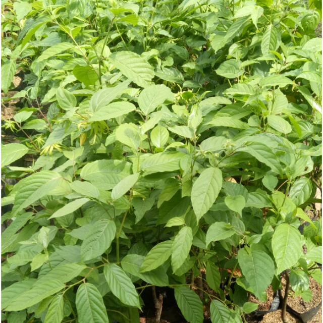 Bunga kenanga yg sudah berkembang.